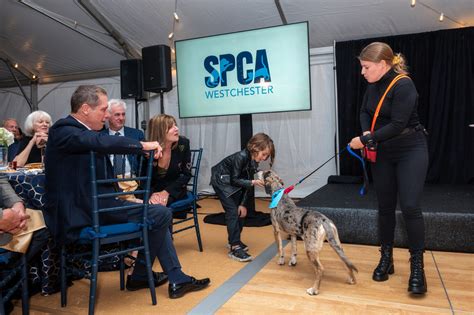 Spca westchester ny - Located 35 miles North of New York City, SPCA Westchester is a growing organization that strives to offer as many competitive benefits as possible to attract talented candidates to join our team ...